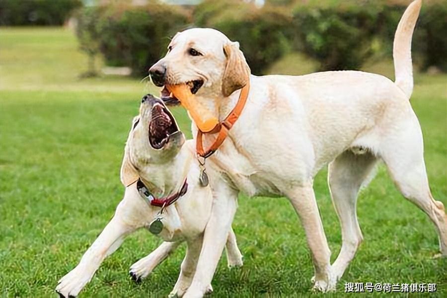 狗 补钙（补钙狗粮）-硒宝网