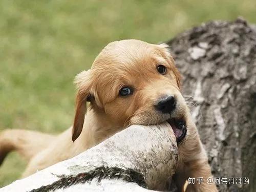 狗狗缺乏微量元素给吃什么（狗狗缺乏微量元素吃什么好）-硒宝网