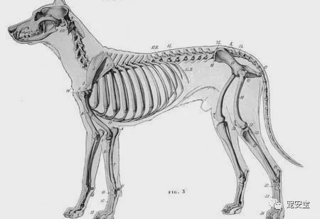 狗 补钙(补钙狗粮哪个牌子好)-硒宝网