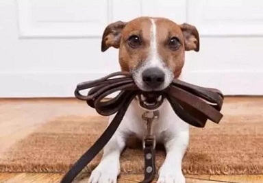 狗狗缺乏微量元素给吃什么(狗狗缺乏微量元素吃什么食物)-硒宝网