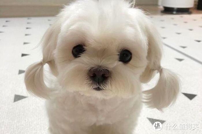 狗 补钙（补钙狗狗吃什么）-硒宝网