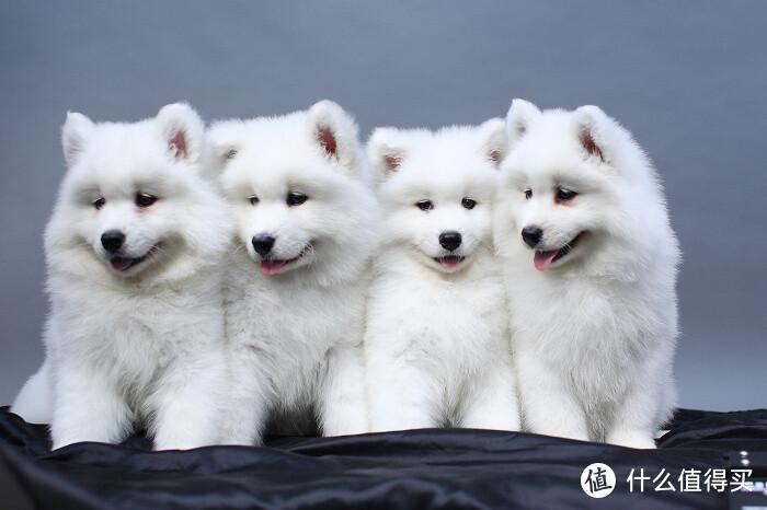 狗 补钙（补钙狗狗吃什么）-硒宝网