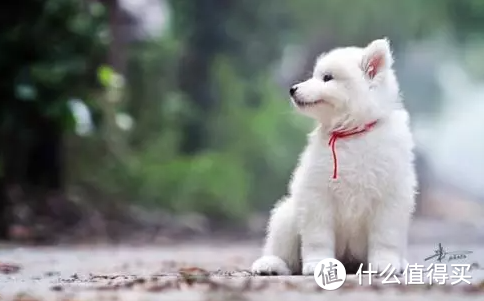 狗 补钙（补钙狗狗吃什么）-硒宝网