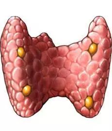 甲亢能吃硒维康吗(能吃甲亢硒维康胶囊吗)-硒宝网