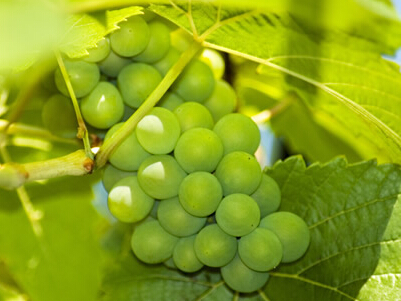 维硒康胶囊的作用（维康胶囊图片）-硒宝网