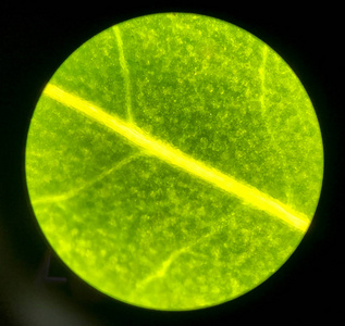 维硒康胶囊的作用（维康胶囊图片）-硒宝网