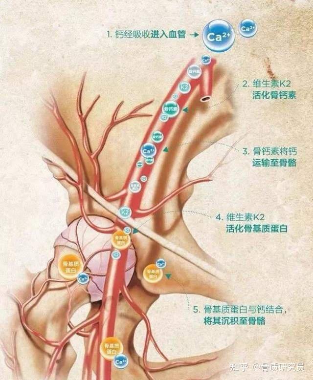 骨质疏松补钙有用吗(疏松补钙骨质用有哪些药)-硒宝网