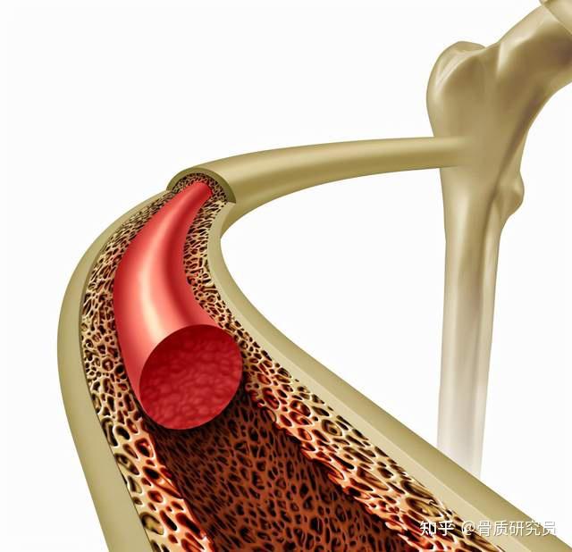 骨质疏松补钙有用吗(疏松补钙骨质用有哪些药)-硒宝网