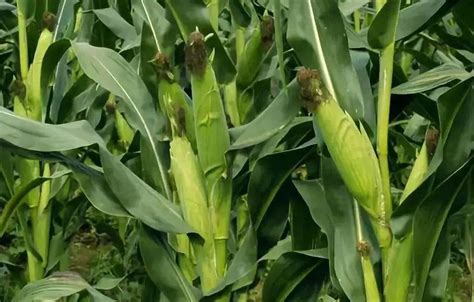 玉米补钙吗(玉米补钙吗小米补钙吗)-硒宝网