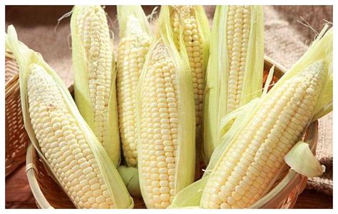 玉米补钙吗(玉米补钙吗小米补钙吗)-硒宝网