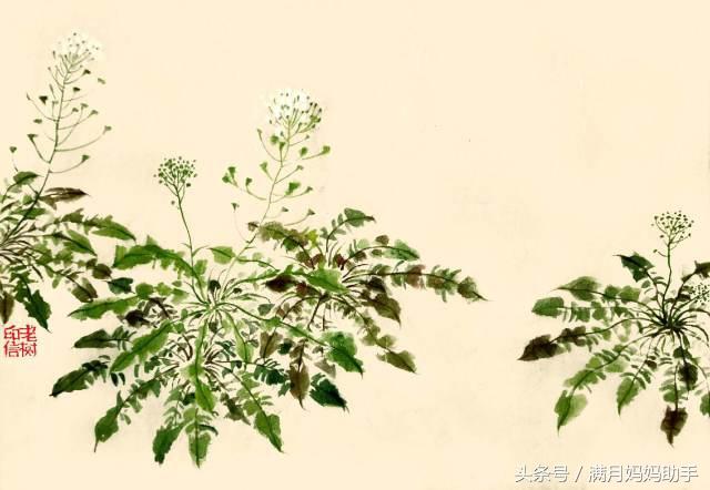 海带补钙吗(海带补钙的最好的选择)-硒宝网