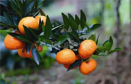 吃硒维康皮肤变黄(变皮肤吃黄硒维康可以吗)-硒宝网