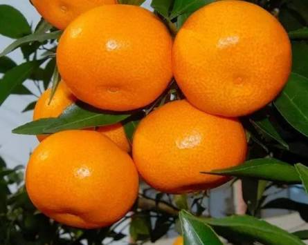 吃硒维康皮肤变黄(变皮肤吃黄硒维康可以吗)-硒宝网