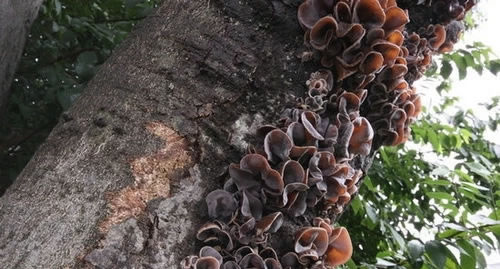 补钙最好的食品(补钙的好食品)-硒宝网