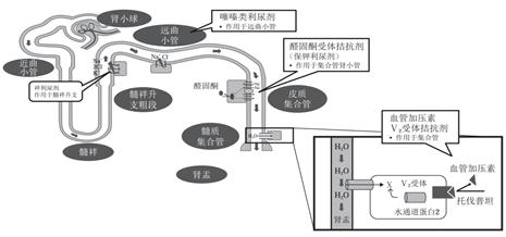 肝腹水吃硒维康吗（硒维康肝癌可以吃吗）-硒宝网