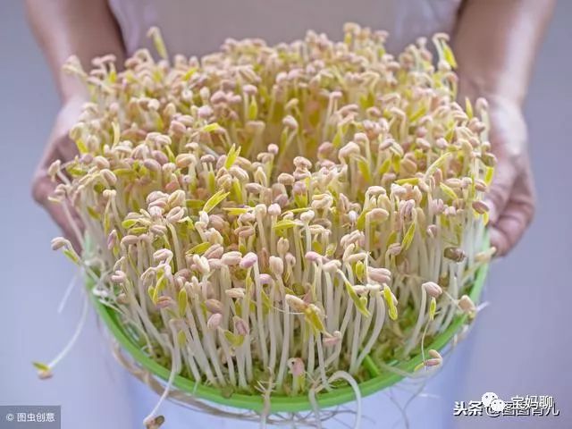 孕妇补铁的食物(孕妇食物补铁补血什么最快)-硒宝网