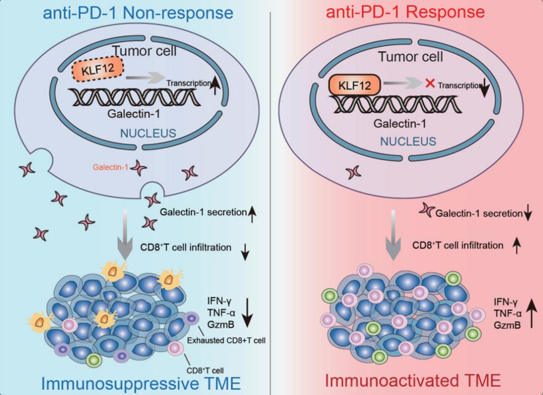 硒维康减少耐药性(硒维康能抗癌吗)-硒宝网