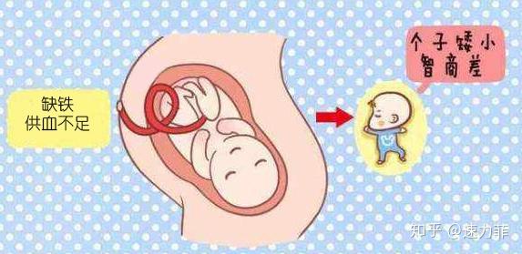 什么补铁(补铁的药有哪些)-硒宝网