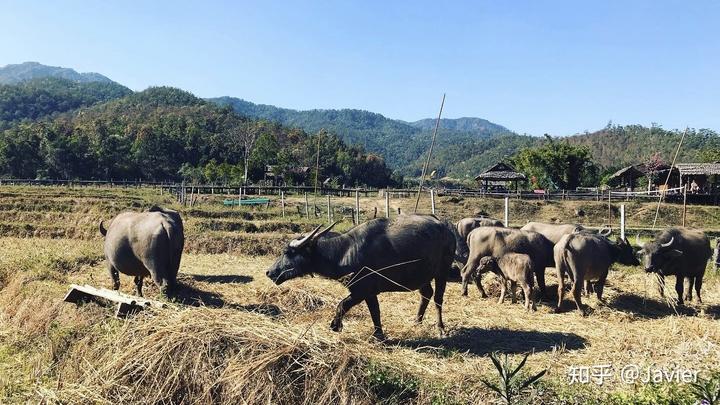 甲癌吃硒维康好吗（硒维康吃多久见效）-硒宝网