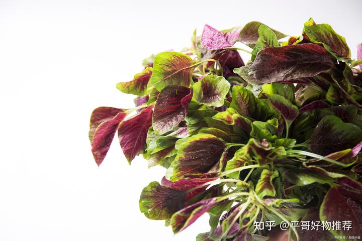 补钙最好的奶粉(奶粉补钙好还是牛奶补钙好)-硒宝网