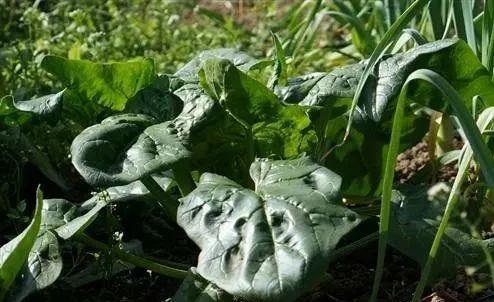 菠菜 补铁(菠菜补铁吗)-硒宝网