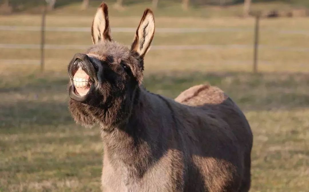 核桃补钙吗(核桃补钙码)-硒宝网