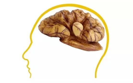 核桃补钙吗(核桃补钙码)-硒宝网