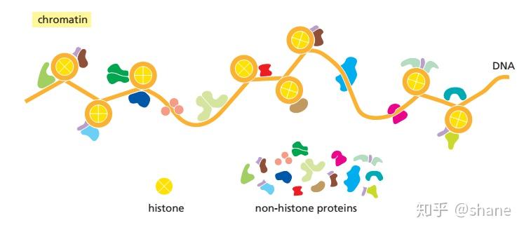 复合蛋白锌硒宝片（蛋白锌硒片是药还是保健品）-硒宝网