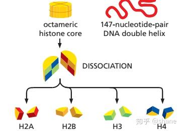 复合蛋白锌硒宝片（蛋白锌硒片是药还是保健品）-硒宝网