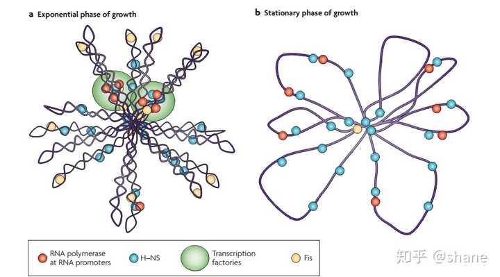复合蛋白锌硒宝片（蛋白锌硒片是药还是保健品）-硒宝网