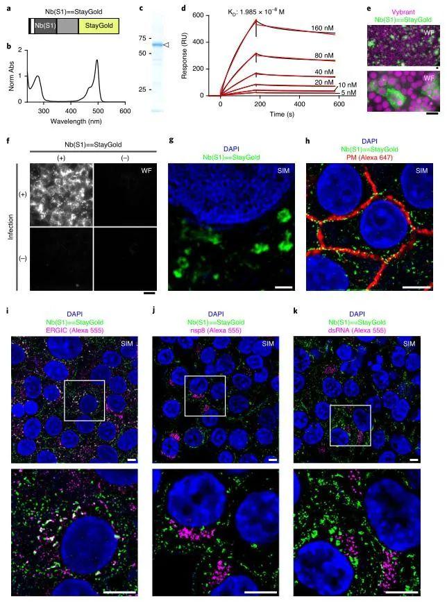 复合蛋白锌硒宝片(蛋白锌硒宝片有什么功效)-硒宝网