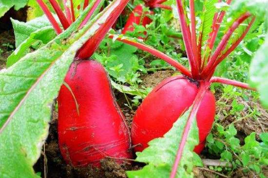 哪些食物是补钙的(食物补充钙)-硒宝网