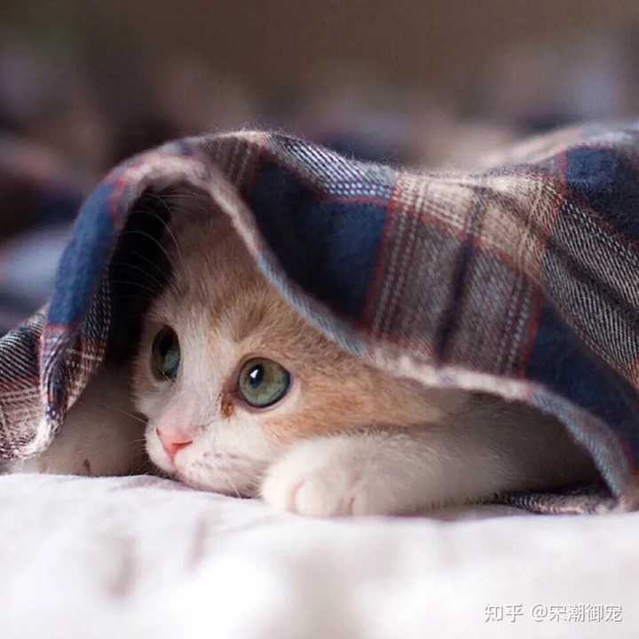 猫咪补钙(猫咪补钙吃什么食物)-硒宝网