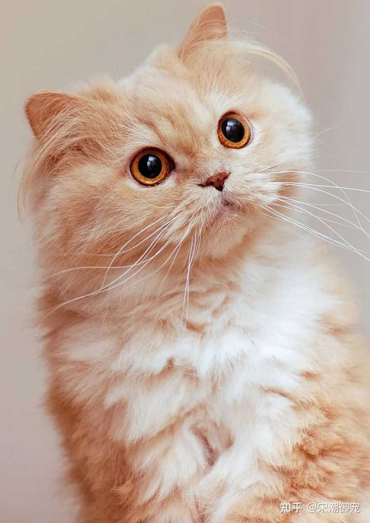 猫咪补钙(猫咪补钙吃什么食物)-硒宝网