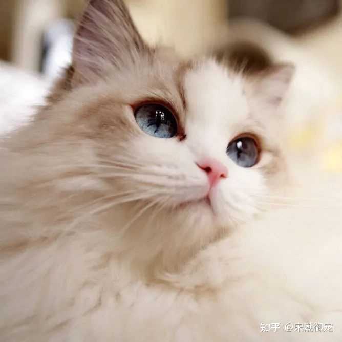 猫咪补钙(猫咪补钙吃什么食物)-硒宝网