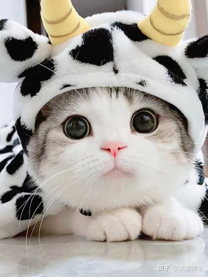 猫咪补钙(猫咪补钙吃什么食物)-硒宝网