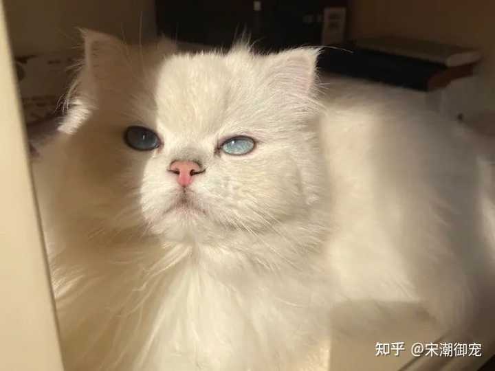 猫咪补钙(猫咪补钙吃什么食物)-硒宝网