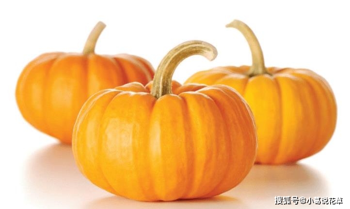 南瓜补钙吗(南瓜补钙功效作用)-硒宝网