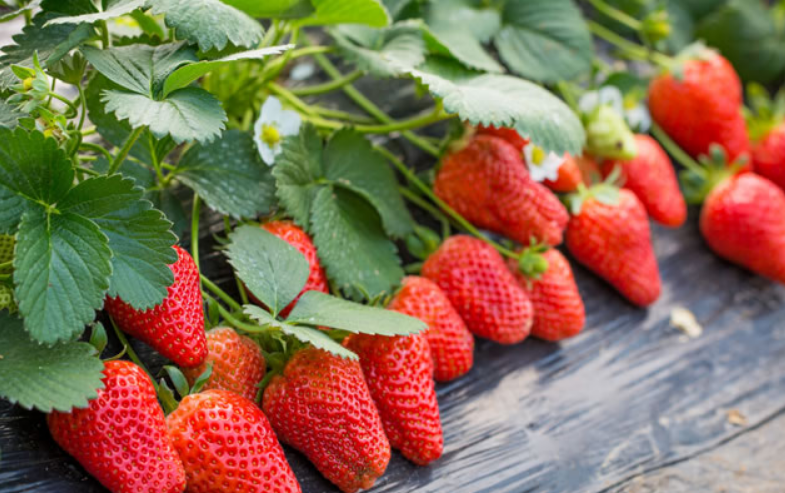 吃什么水果补铁（补铁食物和水果）-硒宝网