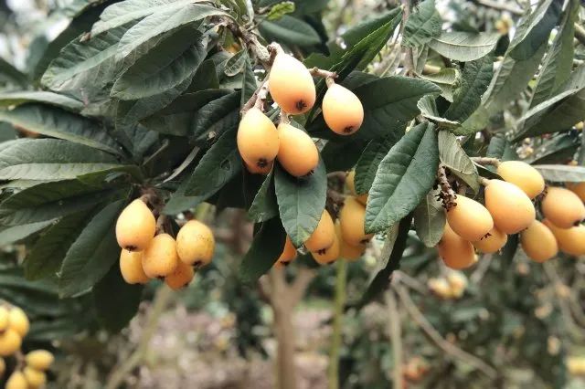 吃什么水果补铁（补铁食物和水果）-硒宝网