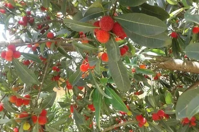 吃什么水果补铁（补铁食物和水果）-硒宝网