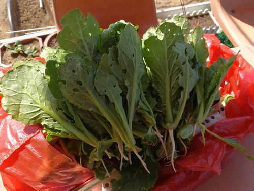 孕妇最补钙的10种食物（孕妇食物补钙种类有哪些）-硒宝网