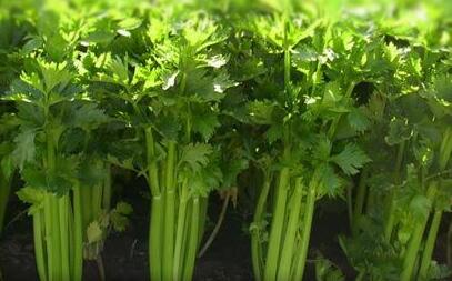 补铁的药一停就立马贫血(贫血补充铁剂停药标准)-硒宝网