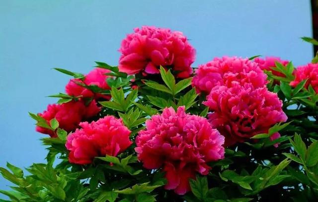 补铁的药一停就立马贫血(贫血补充铁剂停药标准)-硒宝网