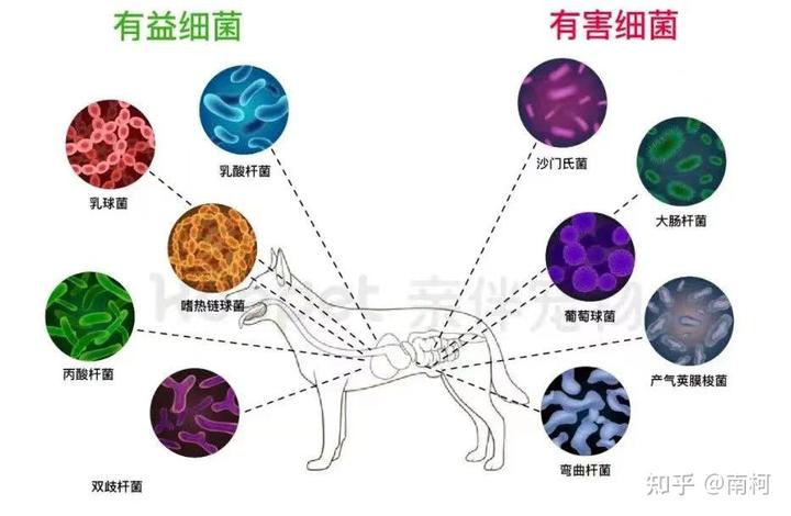 锌硒宝益生菌测评（益生菌锌的作用及功能）-硒宝网