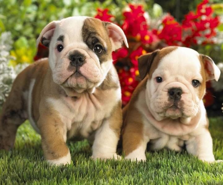 狗狗补钙吃什么(狗狗补钙吃钙片还是喝羊奶粉)-硒宝网