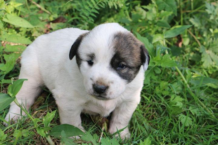 狗狗补钙吃什么(狗狗补钙吃钙片还是喝羊奶粉)-硒宝网