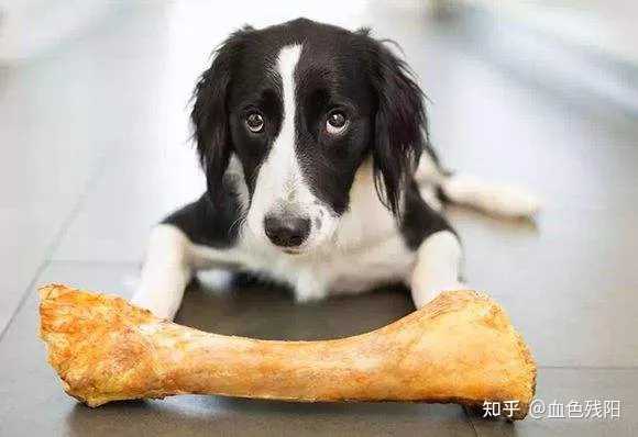 狗狗补钙吃什么（狗狗补钙吃什么食物最好最快）-硒宝网