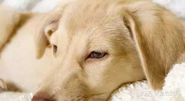 狗狗补钙吃什么（狗狗补钙吃什么食物最好最快）-硒宝网