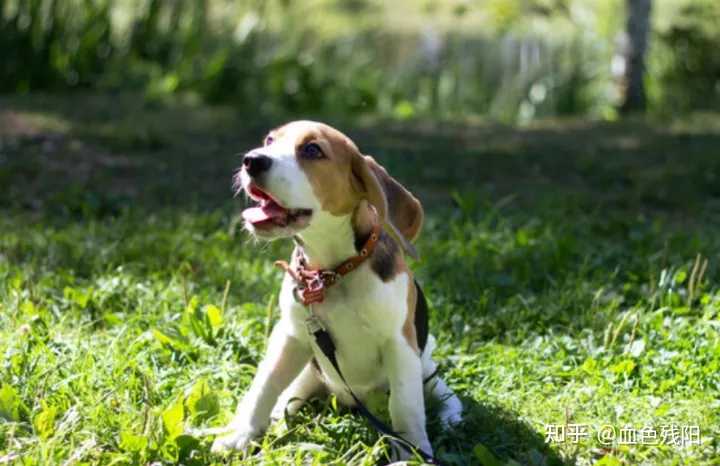 狗狗补钙吃什么（狗狗补钙吃什么食物最好最快）-硒宝网